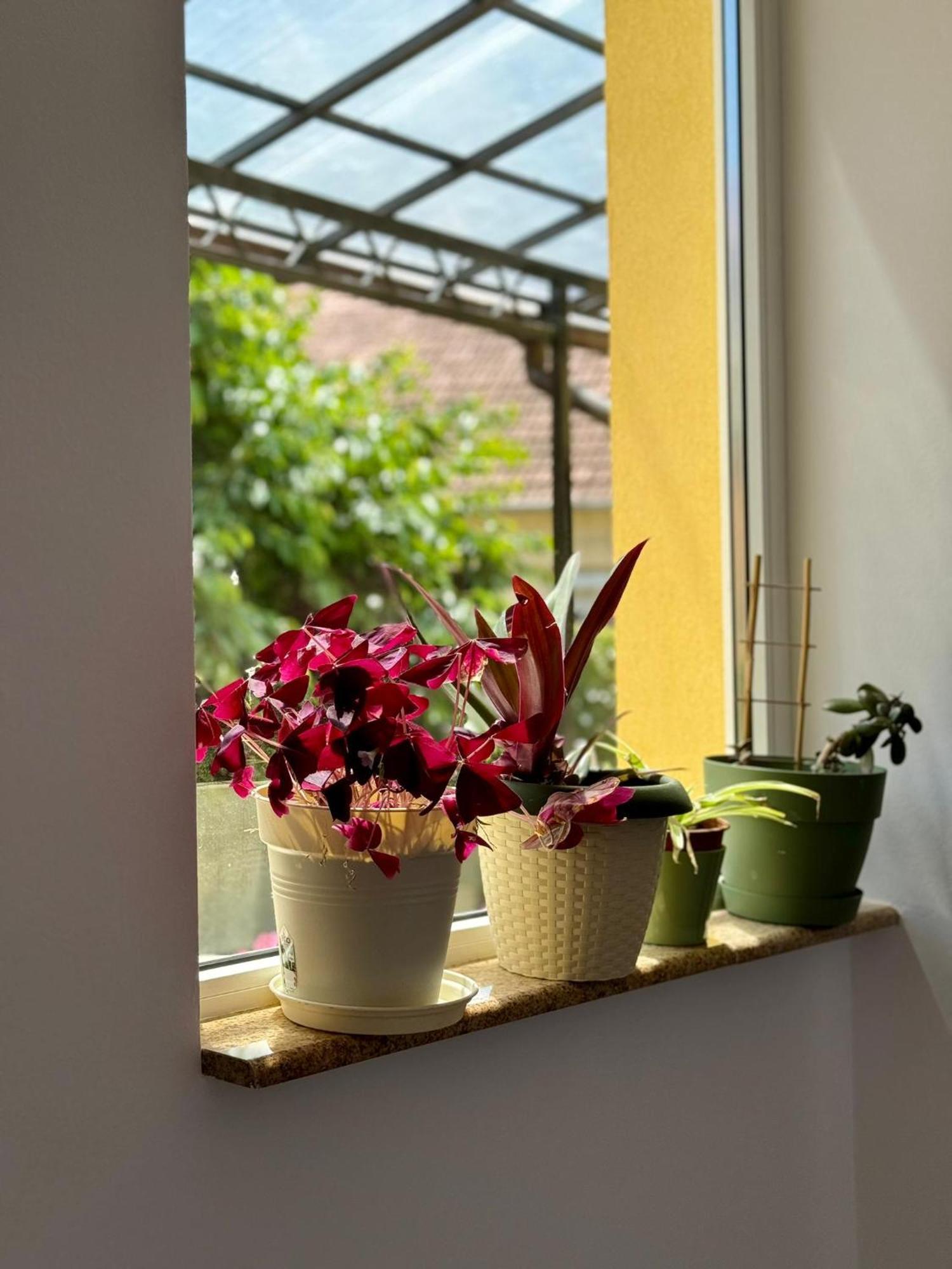 Apartament Victoria 티미쇼아라 외부 사진